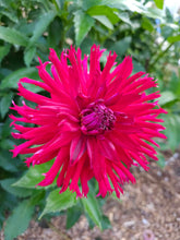 Load image into Gallery viewer, Allen's Blackbeard Dahlia Tuber - ALBB