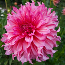 Load image into Gallery viewer, Islander Dahlia Tuber - ISL