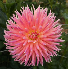 Load image into Gallery viewer, Majestic Kerkrade Dahlia Tuber - MJK