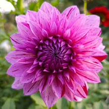 Load image into Gallery viewer, Alpen Pauline Dahlia Tuber - ALP