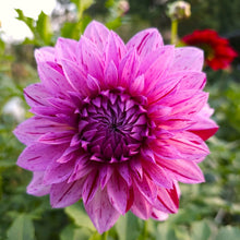 Load image into Gallery viewer, Alpen Pauline Dahlia Tuber - ALP