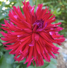 Load image into Gallery viewer, Allen's Blackbeard Dahlia Tuber - ALBB