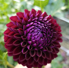 Load image into Gallery viewer, Lyn's Concord Dahlia Tuber - LNCC