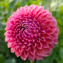 Load image into Gallery viewer, Caitlin's Joy Dahlia Tuber - CTLJ