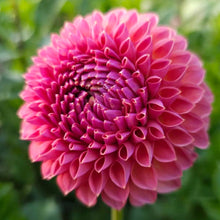 Load image into Gallery viewer, Jowey Winnie Dahlia Tuber - JWYW