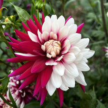 Load image into Gallery viewer, Rebecca’s World Dahlia Tuber -REBW