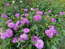 Load image into Gallery viewer, Bluetiful Dahlia Tuber - BLUT