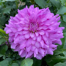 Load image into Gallery viewer, Bluetiful Dahlia Tuber - BLUT