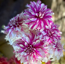 Load image into Gallery viewer, Radegast Dahlia Tuber - RDGS