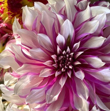 Load image into Gallery viewer, Radegast Dahlia Tuber - RDGS