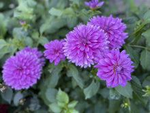 Load image into Gallery viewer, Bluetiful Dahlia Tuber - BLUT