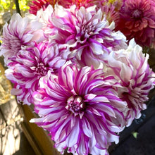 Load image into Gallery viewer, Radegast Dahlia Tuber - RDGS