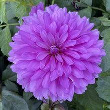 Load image into Gallery viewer, Bluetiful Dahlia Tuber - BLUT