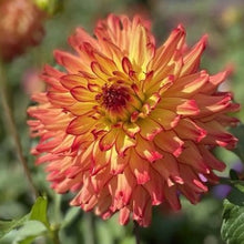Load image into Gallery viewer, Steve O Dahlia Tuber - STVO