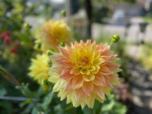 Load image into Gallery viewer, Advance Dahlia Tuber - ADVN