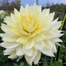 Load image into Gallery viewer, La Luna Dahlia Tuber - LAL