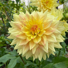 Load image into Gallery viewer, Advance Dahlia Tuber - ADVN