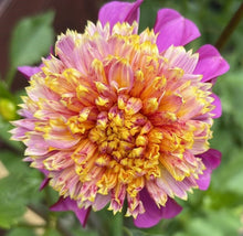 Load image into Gallery viewer, Van Isle Rosy Maple Dahlia Tuber - VIRMP