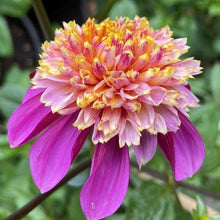Load image into Gallery viewer, Van Isle Rosy Maple Dahlia Tuber - VIRMP