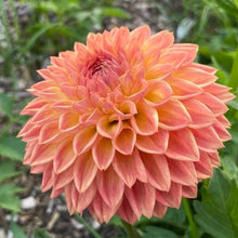 Load image into Gallery viewer, Woodland Wondrous Dahlia Tuber