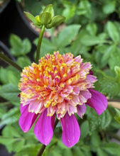 Load image into Gallery viewer, Van Isle Rosy Maple Dahlia Tuber - VIRMP