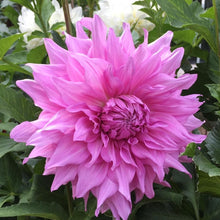 Load image into Gallery viewer, Pennsgift Dahlia Tuber - PNNG