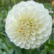 Load image into Gallery viewer, Boom Boom White Dahlia Tuber - BOOM