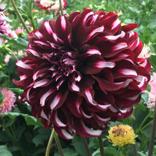 Load image into Gallery viewer, Tartan Dahlia Tuber - TAR