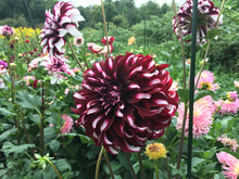 Load image into Gallery viewer, Tartan Dahlia Tuber - TAR