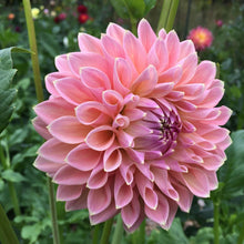 Load image into Gallery viewer, Castle Drive Dahlia Tuber - CSLD