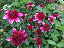 Load image into Gallery viewer, Poodle Skirt Dahlia Tuber - PDL