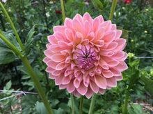 Load image into Gallery viewer, Castle Drive Dahlia Tuber - CSLD