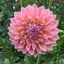 Load image into Gallery viewer, Castle Drive Dahlia Tuber - CSLD