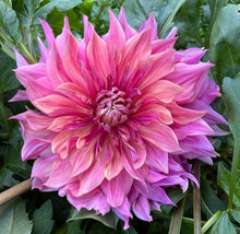 Load image into Gallery viewer, Penhill Dark Monarch Dahlia Tuber - PDM