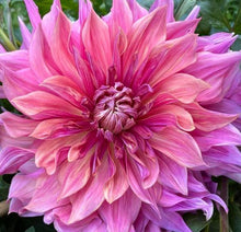 Load image into Gallery viewer, Penhill Dark Monarch Dahlia Tuber - PDM