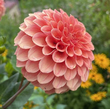 Load image into Gallery viewer, Rose Toscano Dahlia Tuber - ROST
