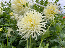 Load image into Gallery viewer, Tsuki Yori No Shisha Dahlia Tuber - TSK