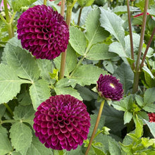 Load image into Gallery viewer, Ivanetti Dahlia Tuber -IVN