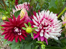 Load image into Gallery viewer, Rebecca’s World Dahlia Tuber -REBW