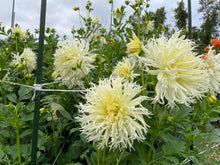 Load image into Gallery viewer, Tsuki Yori No Shisha Dahlia Tuber - TSK