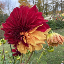 Load image into Gallery viewer, Bohemian Spartacus Dahlia Tuber - BSPT