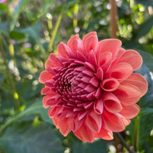 Load image into Gallery viewer, Jomanda Dahlia Tuber - JMND