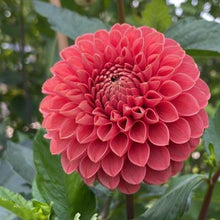 Load image into Gallery viewer, Jomanda Dahlia Tuber - JMND