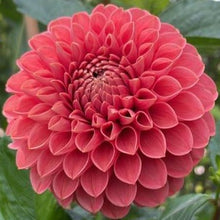 Load image into Gallery viewer, Jomanda Dahlia Tuber - JMND