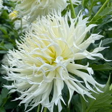 Load image into Gallery viewer, Tsuki Yori No Shisha Dahlia Tuber - TSK