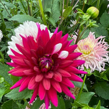 Load image into Gallery viewer, Rebecca’s World Dahlia Tuber -REBW