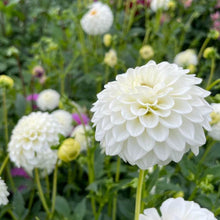 Load image into Gallery viewer, Boom Boom White Dahlia Tuber - BOOM