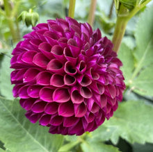 Load image into Gallery viewer, Ivanetti Dahlia Tuber -IVN