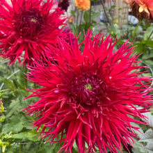 Load image into Gallery viewer, Allen's String Theory Dahlia Tuber - ALST