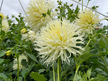 Load image into Gallery viewer, Tsuki Yori No Shisha Dahlia Tuber - TSK
